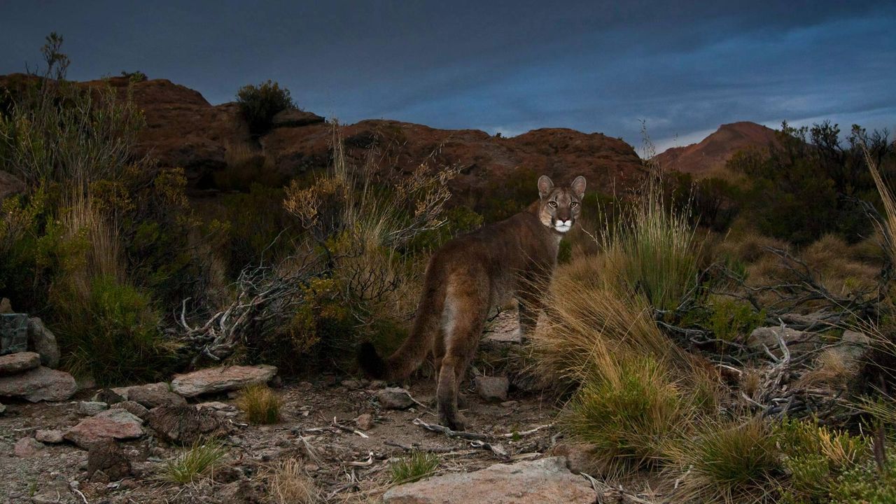 Cougar in the Andes of northwest Argentina 