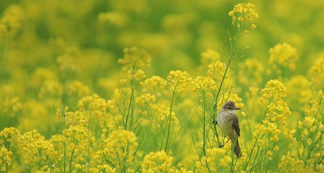 ｢オオヨシキリ｣長野県, 飯山市