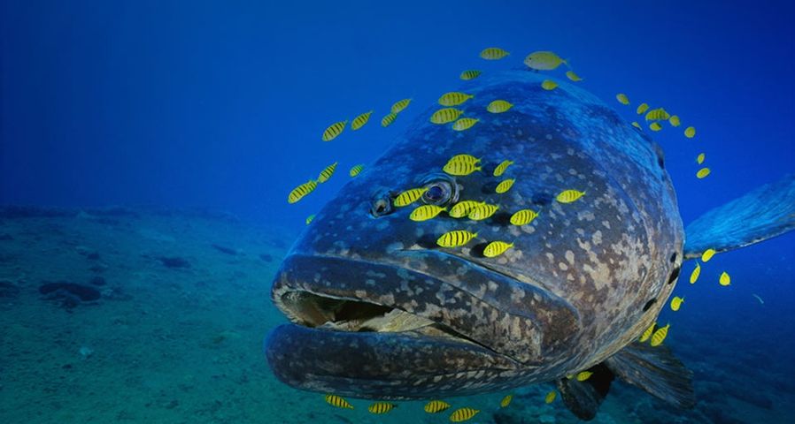 Grouper with school of small fish near Vanuatu in the South Pacific Ocean