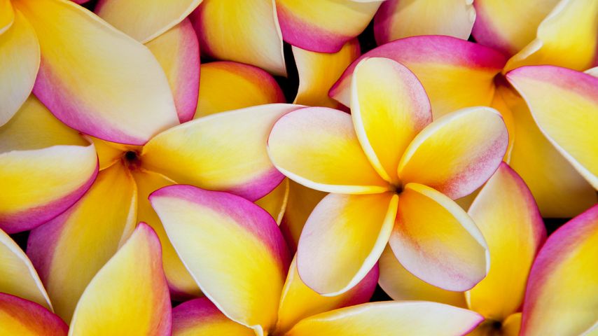 Frangipani-Blüten, Hawaii, USA 