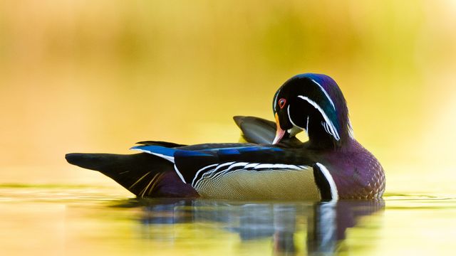 Wood duck, Quebec, Canada