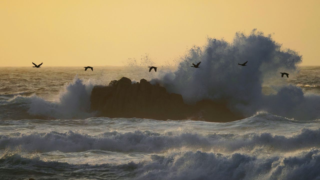 Double-crested cormorants over Monterey Bay, California, United States