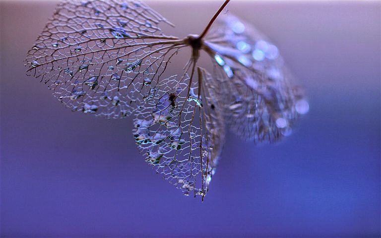 Leafy Structures Windows 10 Theme