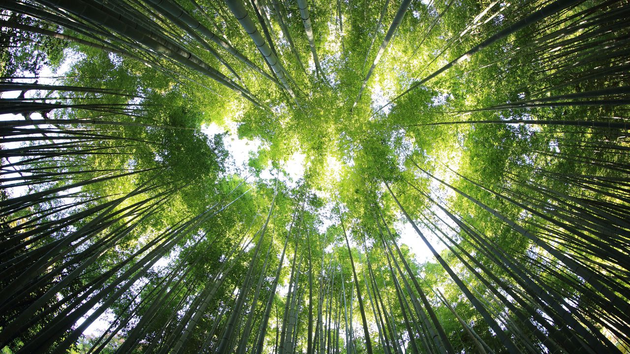Bamboo trees in Guwahati, Assam, India