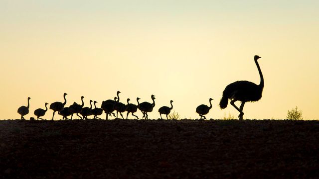 Ostrich with chicks in Western Cape, South Africa