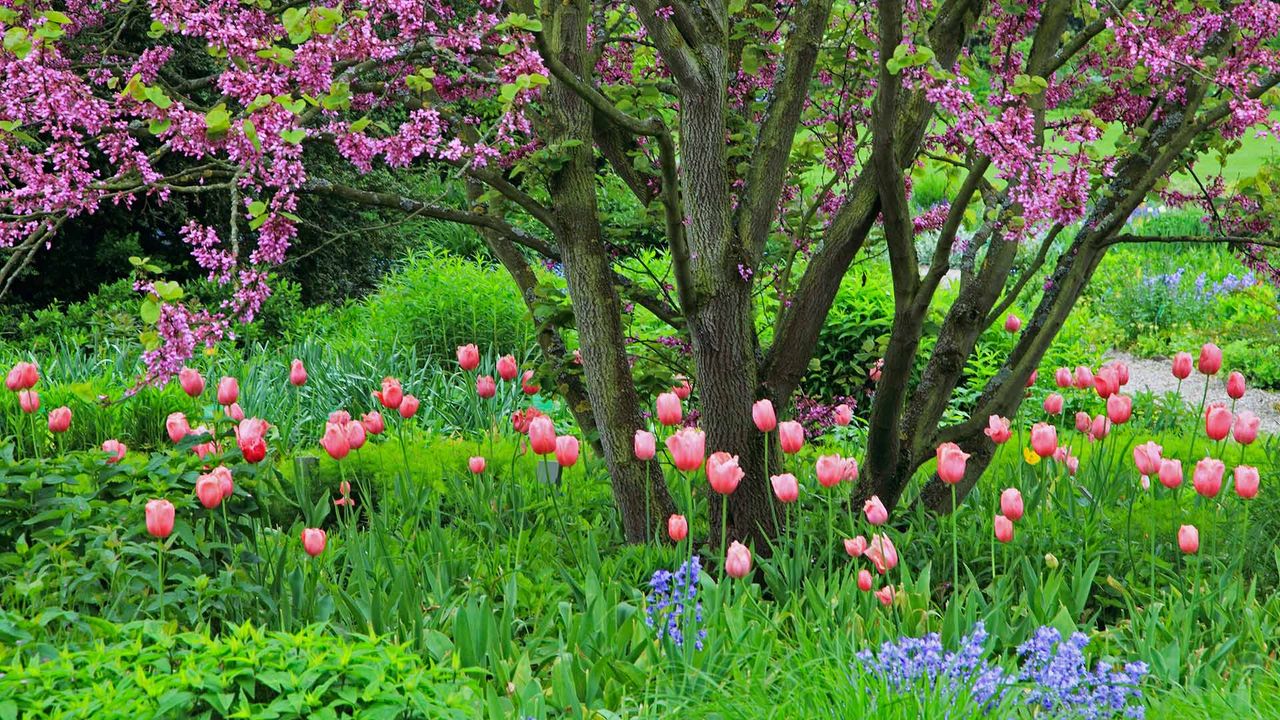 Judasbaum mit Tulpen und Atlantischen Hasenglöckchen, Deutschland