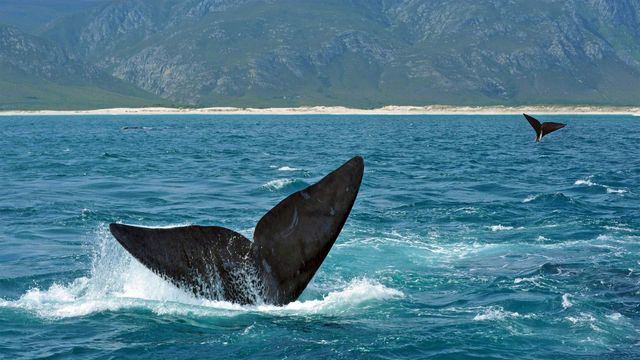 「ミナミセミクジラの尾びれ」南アフリカ, ヘルマナス沖
