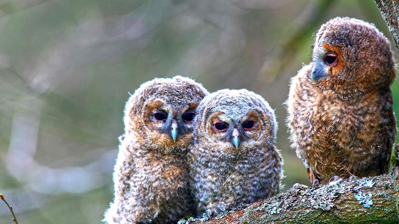 ｢モリフクロウのヒナ｣ドイツ, ヴェスターヴァルト山地 
