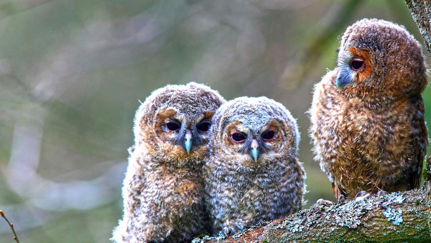 三只年幼的灰林鸮栖息在韦斯特林山的树上，德国黑森州拉恩-迪尔县索尔姆斯镇 