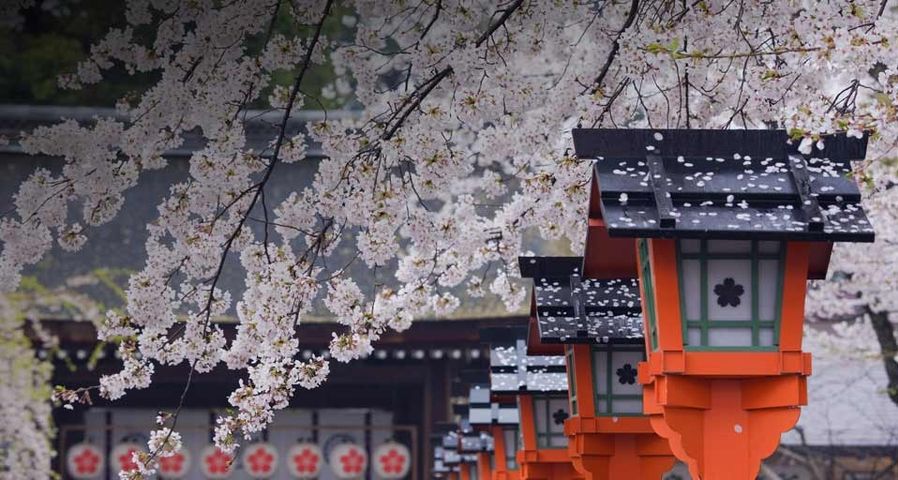 Cherry blossom, Hirano Shrine, Kyoto, Japan - JTB Photo/Photolibrary ©