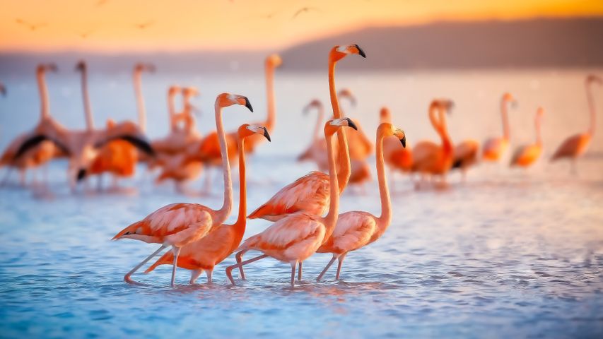 A bird's paradise