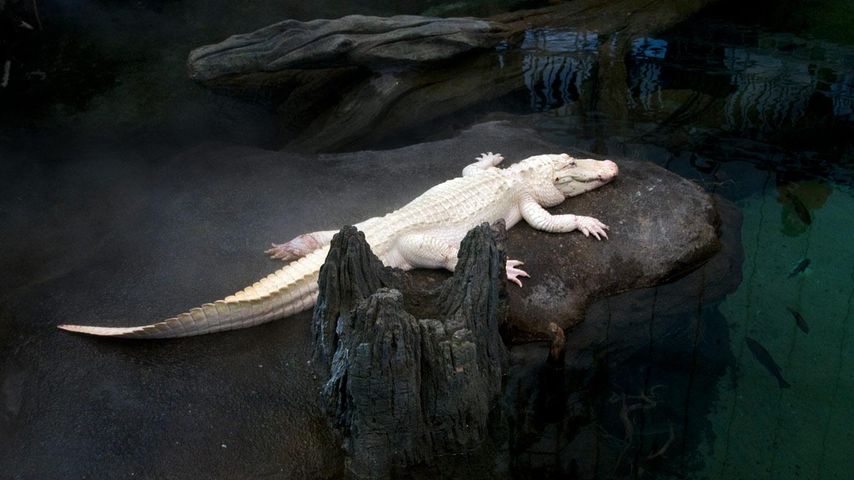 Albino alligator resting on rock, California, USA