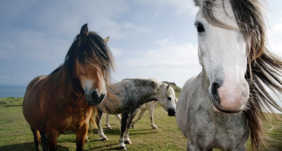 Wild horses