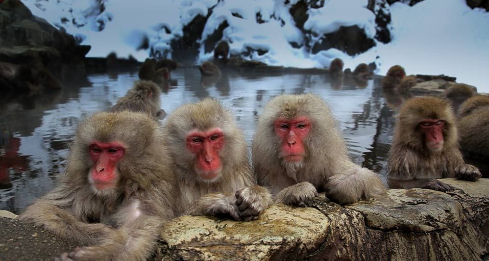Japanese macaque monkeys in the Jigokudani Nature Reserve, Chubu, Japan