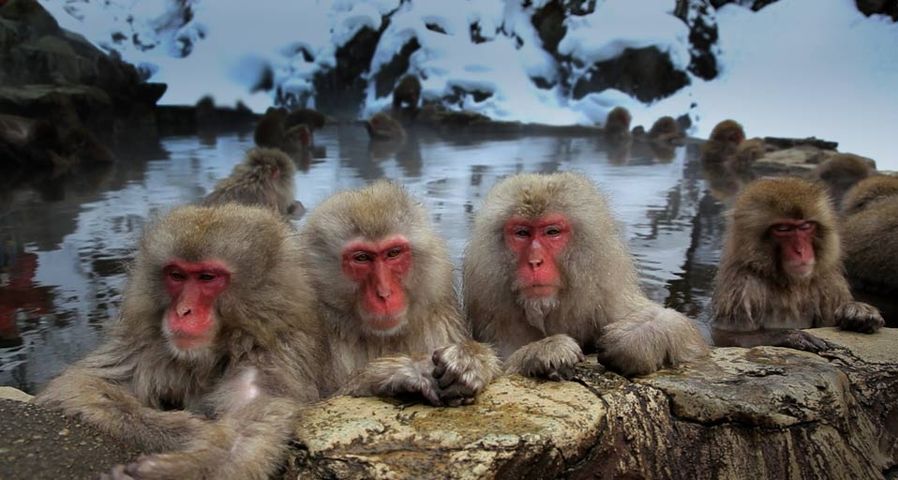 Macaques japonais dans une des sources chaudes de la réserve naturelle de Jigokudani, région du Chūbu, Japon