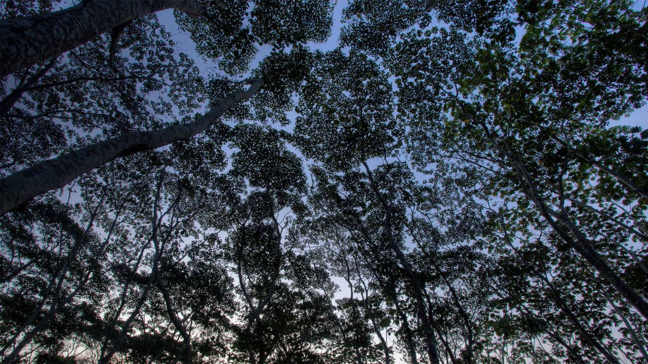 The tree canopy in the Tambopata National Reserve of the Peruvian Amazon