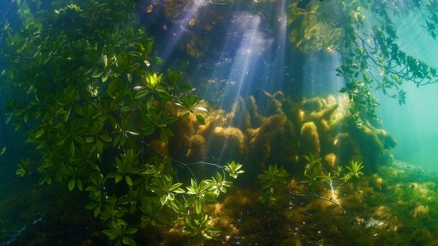 A mangrove forest near Palau