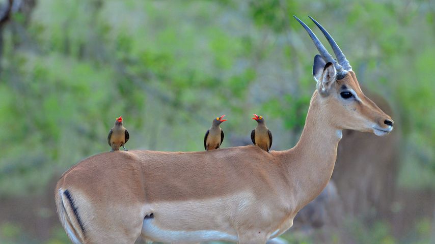Red-billed oxpeckers on an impala, Kruger National Park, South Africa