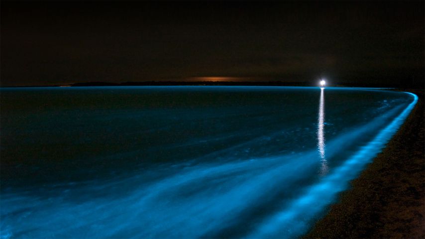 ｢ギプスランド湖の夜光虫｣オーストラリア, ヴィクトリア州