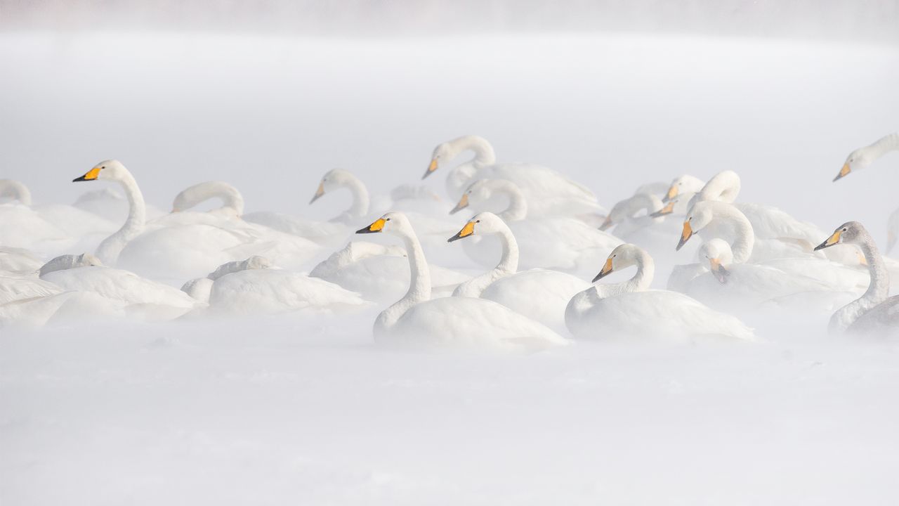 屈斜路湖のオオハクチョウ, 北海道