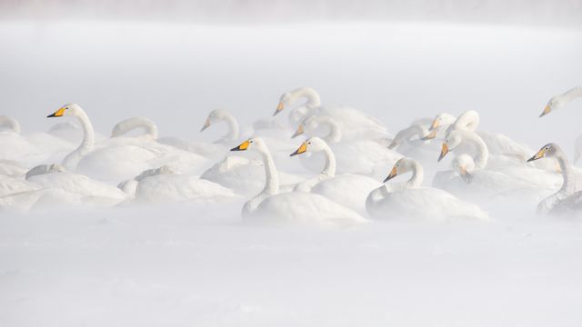 屈斜路湖のオオハクチョウ, 北海道