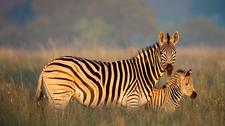 リットフレイ自然保護区, 南アフリカ
