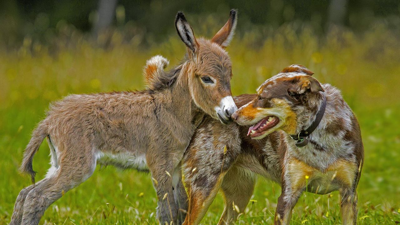 Siesta the donkey greets Sudo the dog in Melbourne, Australia