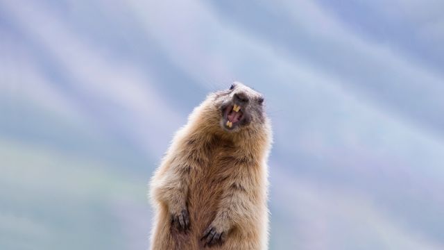 Alpine marmot in Hohe Tauern National Park, Austria