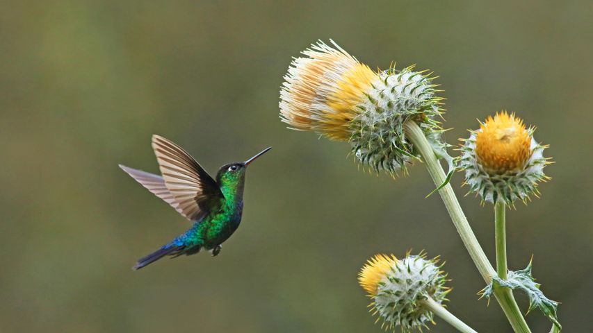 Green-crowned brilliant hummingbird with giant thistle, Cerro de la Muerte, Costa Rica