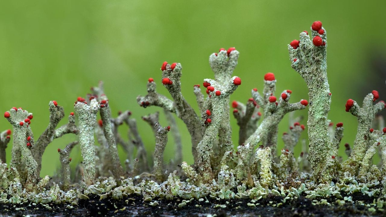 Cladonia floerkeana lichen in Eifel, Germany