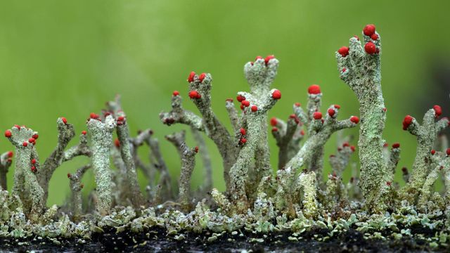 Cladonia floerkeana lichen in Eifel, Germany