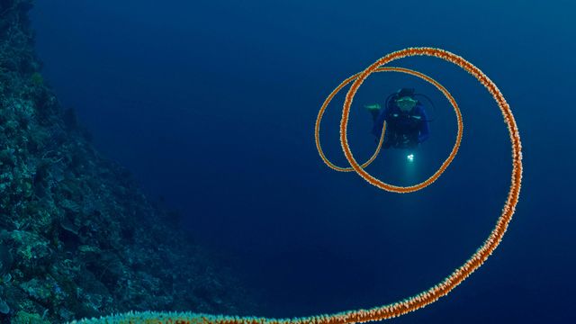 Drahtkoralle vor der Küste Indonesiens