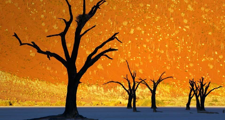 Dead trees in Dead Vlei, Namib-Naukluft Park, Namibia