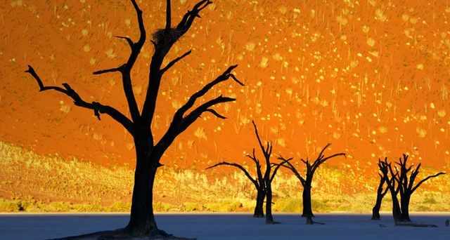 Dead trees in Dead Vlei, Namib-Naukluft Park, Namibia