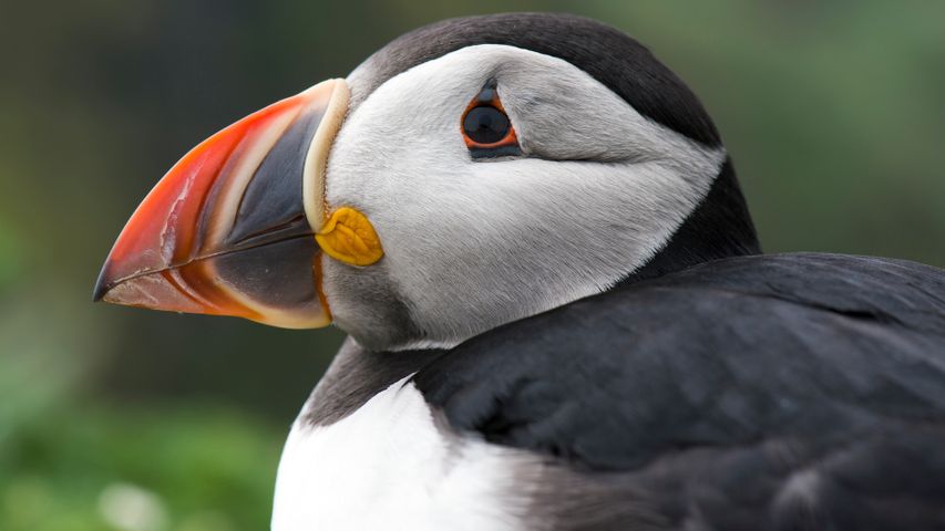 Portrait of a 'sea parrot'
