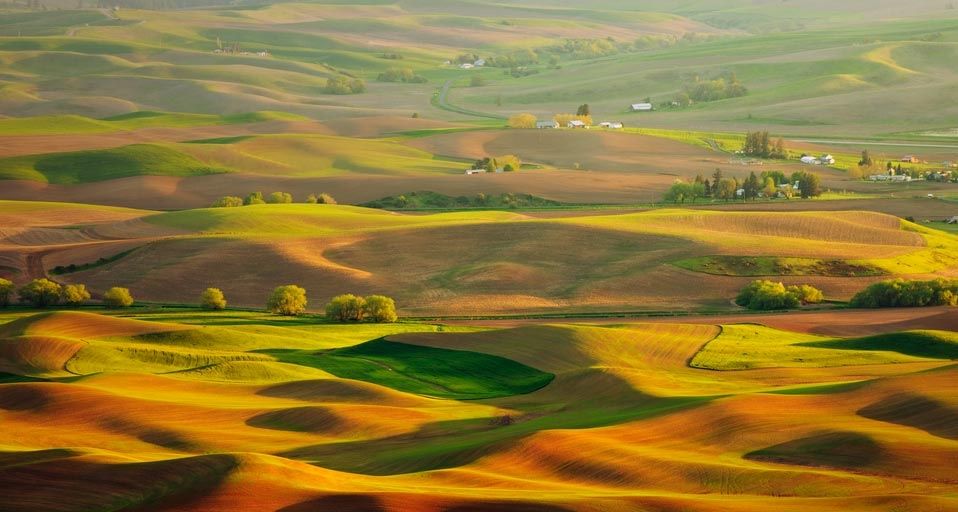 Palouse hills in the morning sun, Washington state