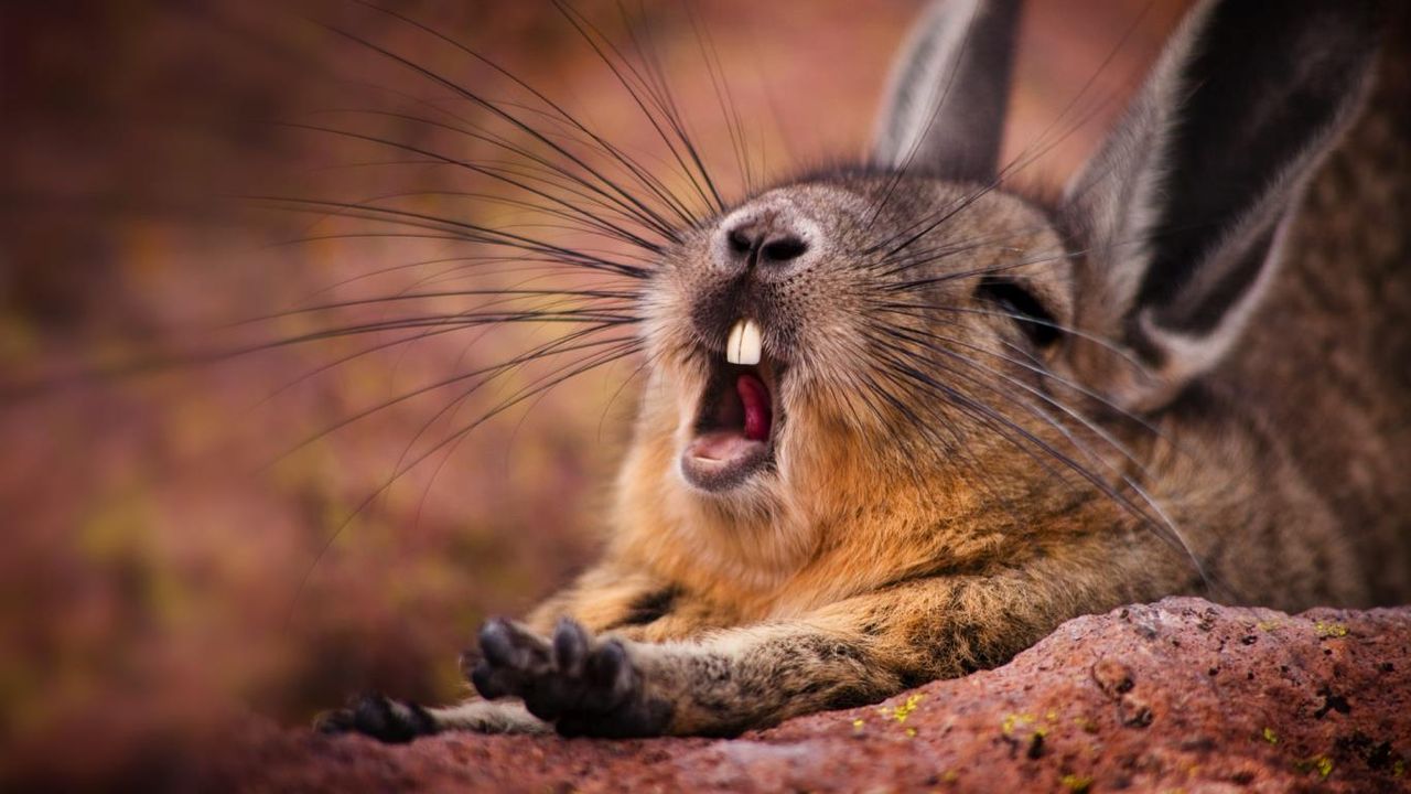 Mountain Viscacha (Lagidium viscacia) yawning, near the salt lake, Salar de Surire, in the province of Parinacota, far northern Chile