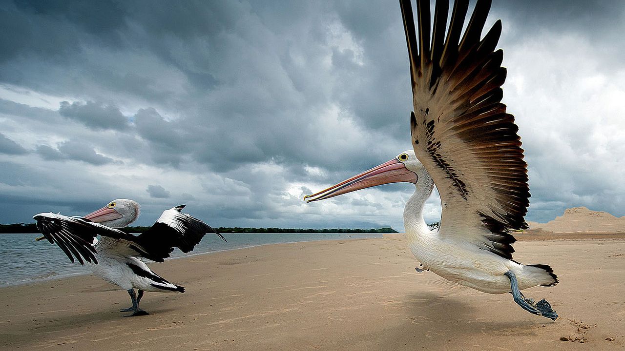 Pelicans on a beach in Queensland, Australia 
