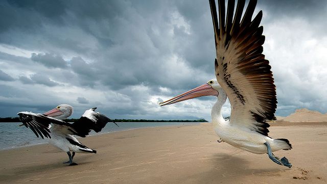 Pelicans on a beach in Queensland, Australia