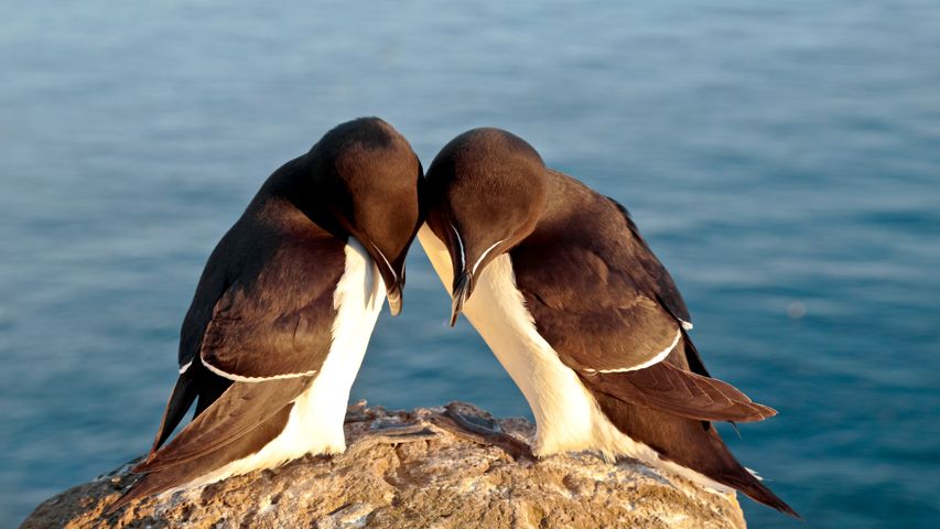 Paired on a perch
