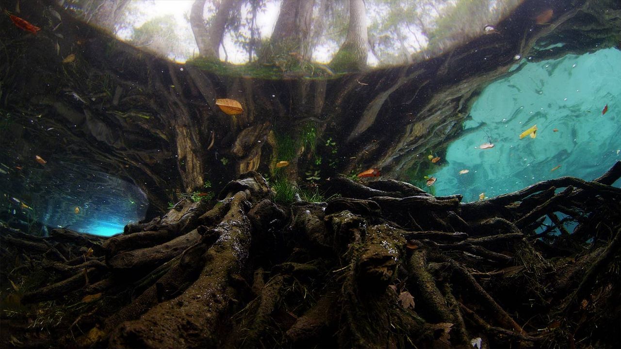 Three Sisters Springs manatee sanctuary, Crystal River, Florida