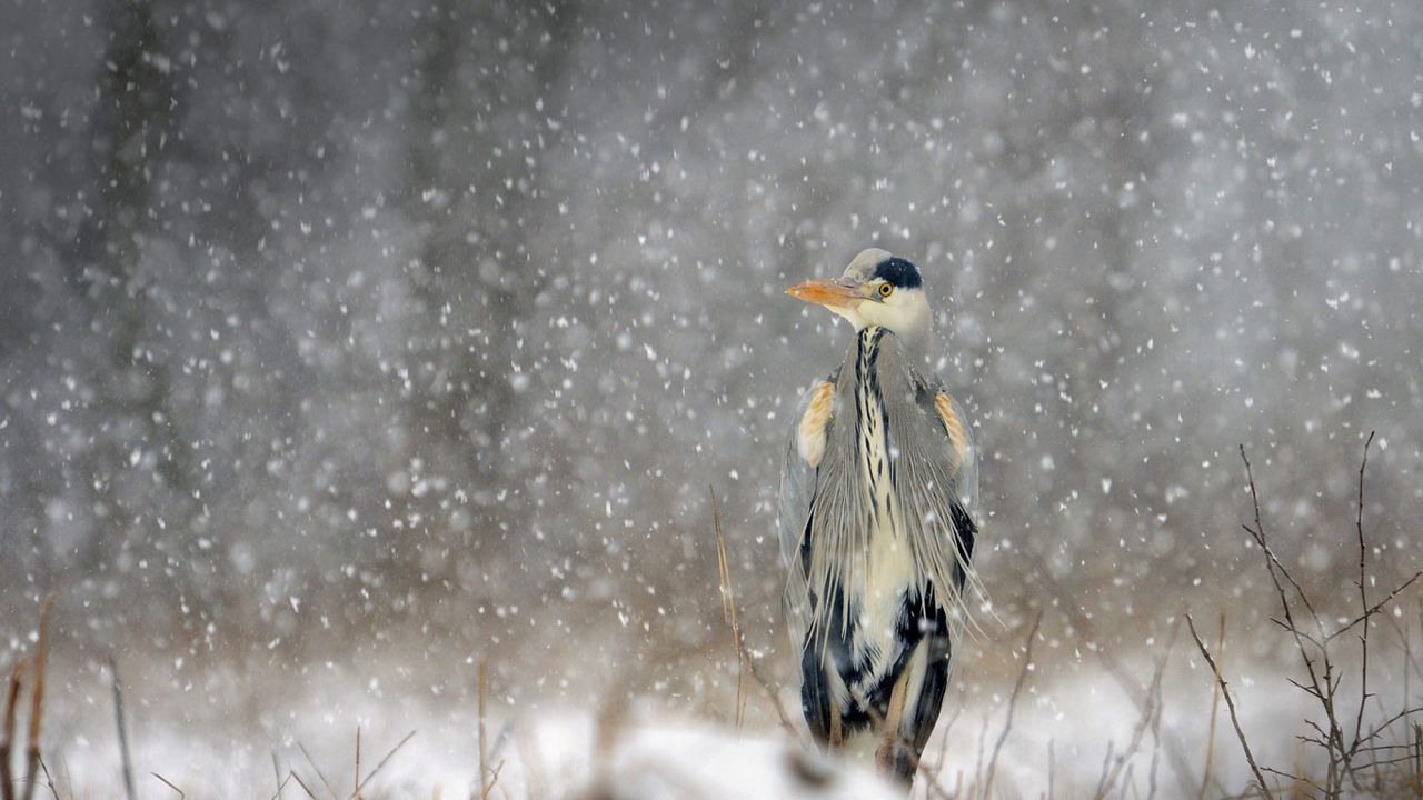 Héron cendré sous la neige à Brognard, Doubs, Franche-Comté