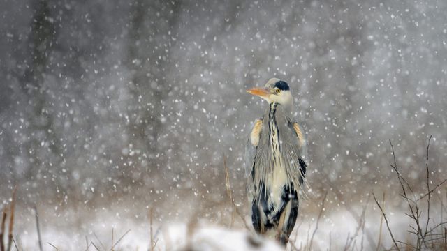 Héron cendré sous la neige à Brognard, Doubs, Franche-Comté