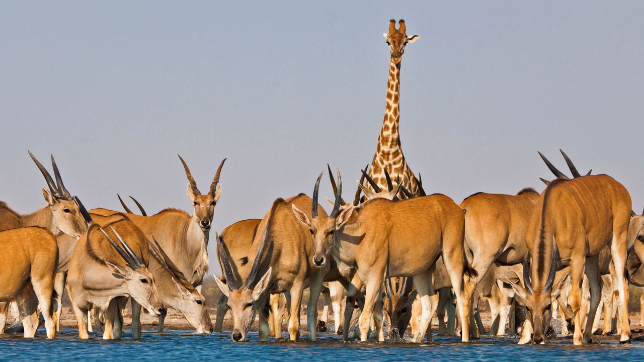 Eland antelope and giraffe at Etosha National Park, Namibia 