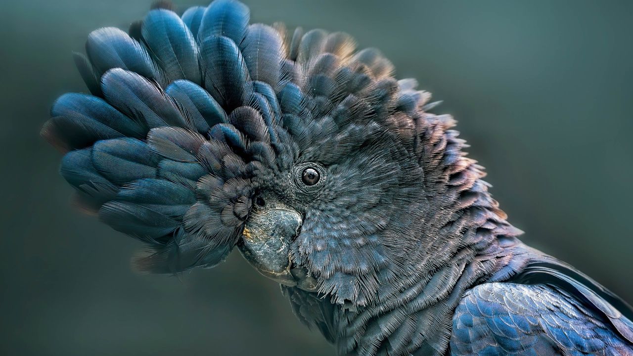 How do you do, cockatoo?