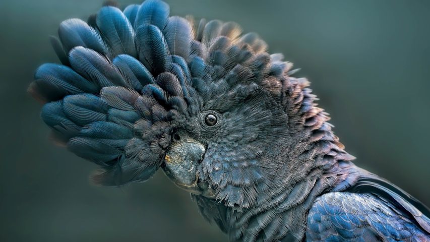 How do you do, cockatoo?
