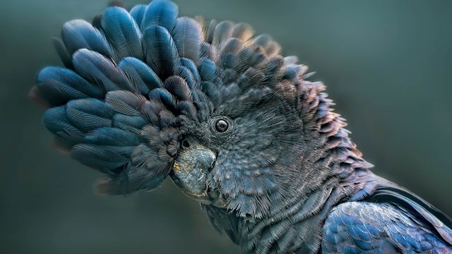 How do you do, cockatoo?