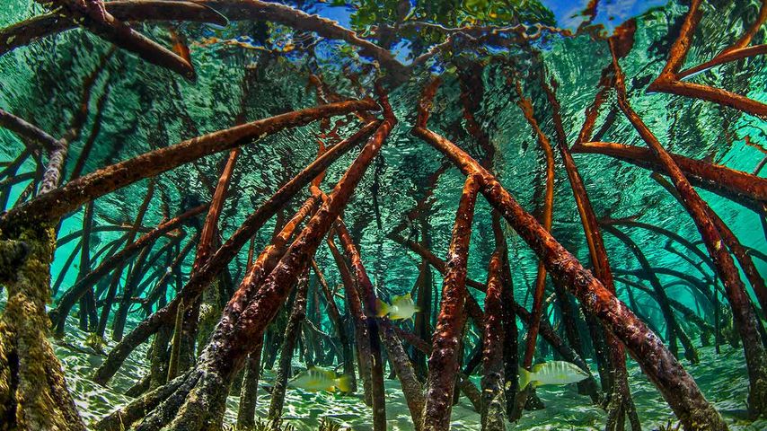 Mangroves à Staniel Cay, îles Exumas, Bahamas