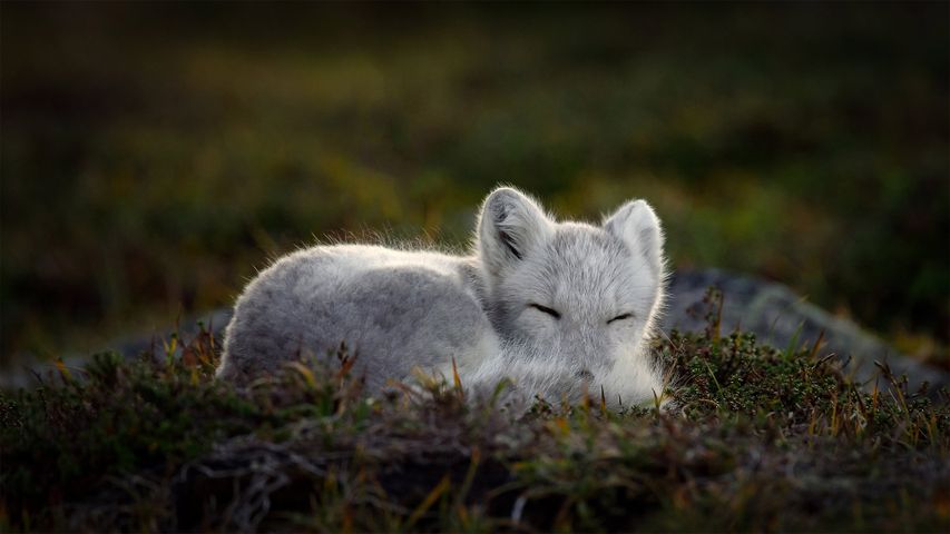 正在睡觉的北极狐