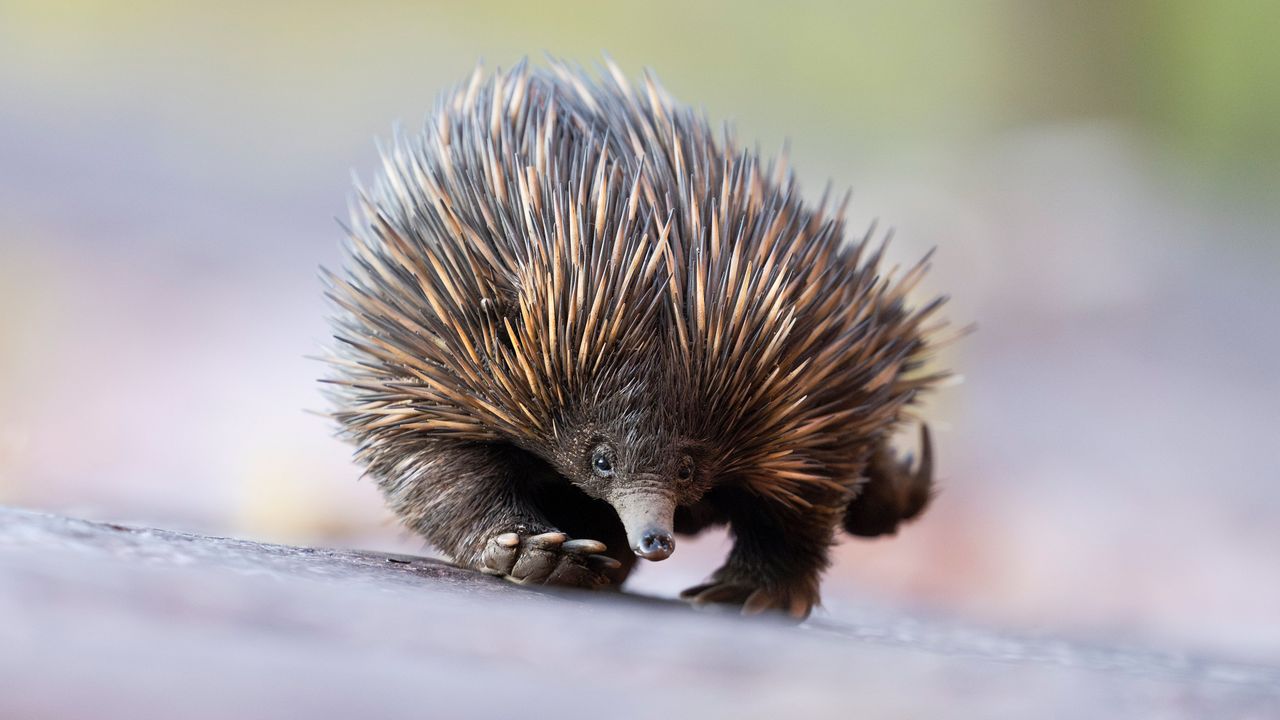 Equidna de hocico corto, colinas de Adelaida, Australia